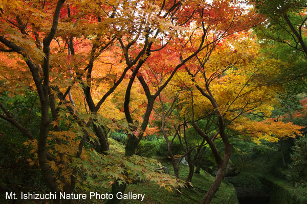 kyoto (019)